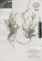 Isotype of Sedum parvum Hemsl. subsp. diminutum R.T. Clausen [family CRASSULACEAE]