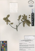 Isotype of Quercus pachucana Zav.-Chav. [family FAGACEAE]