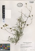 Isotype of Bidens esmartinezii Villaseñor [family COMPOSITAE]