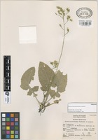 Paratype of Acourtia moctezumae Rzed. & Calderón [family COMPOSITAE]