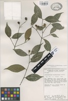 Paratype of Crossopetalum minimiflorum Lundell [family CELASTRACEAE]