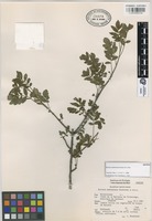 Isotype of Bursera medranoana Rzed. & E. Ortiz [family BURSERACEAE]