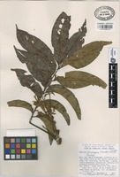 Paratype of Tapirira chimalapana T. Wendt & J.D. Mitch [family ANACARDIACEAE]