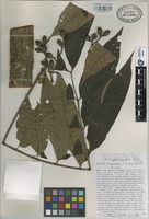 Paratype of Tapirira chimalapana T. Wendt & J.D. Mitch [family ANACARDIACEAE]