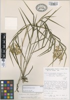 Isotype of Epidendrum wendtii Hágsater & Salazar [family ORCHIDACEAE]
