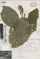 Paratype of Uroskinnera hirtiflora Hemsl. var. breviloba T. Wendt [family SCROPULARIACEAE]
