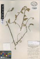 Paratype of Helicteres vegae Cristóbal [family STERCULIACEAE]