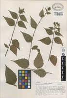 Paratype of Hibiscus kochii Fryxell [family MALVACEAE]