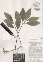 Isotype of Dorstenia uxpanapana C.C. Berg & T. Wendt [family MORACEAE]