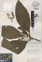 Isotype of Parathesis navarretei Lundell [family MYRSINACEAE]