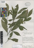 Paratype of Colubrina johnstonii T. Wendt [family RHAMNACEAE]