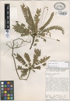 Paratype of Biophytum cowanii T. Wendt [family OXALIDACEAE]