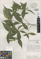 Paratype of Psychotria veracruzensis Lorence & Dwyer [family RUBIACEAE]