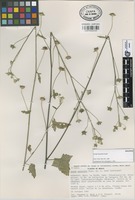 Holotype of Anoda maculata Fryxell [family MALVACEAE]