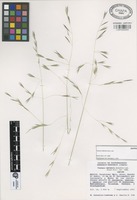 Isotype of Festuca roblensis Gonz.-Led. [family GRAMINEAE]