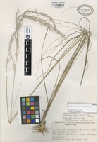 Isotype of Muhlenbergia pilosa P.M. Peterson, Wipff & S.D. Jones [family GRAMINEAE]
