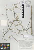Paratype of Olmeca reflexa Soderstr. [family GRAMINEAE]