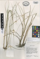 Isotype of Rhynchospora oaxacana Kral & W.W. Thomas [family CYPERACEAE]