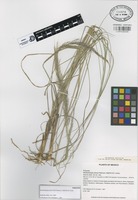 Paratype of Muhlenbergia pilosa P.M. Peterson, Wipff & S.D. Jones [family GRAMINEAE]