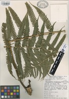 Isotype of Stigmatopteris chimalapensis Mickel & Beitel [family ASPLENIACEAE]