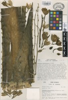 Isotype of Furcraea guerrerensis Matuda [family AMARYLLIDACEAE]