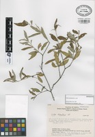 Isoparatype of Croton chamelensis E.J. Lott [family EUPHORBIACEAE]
