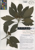Isotype of Vernonia wendtiana B.L. Turner [family COMPOSITAE]