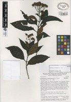 Isotype of Podachaenium chimalapanum B.L. Turner [family COMPOSITAE]