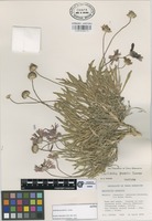 Isotype of Gaillardia powellii B.L. Turner [family COMPOSITAE]