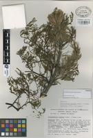 Paratype of Arceuthobium pendens Hawksw. & Wiens [family VISCACEAE]