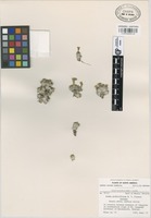 Isotype of Sedum globuliflorum R.T. Clausen [family CRASSULACEAE]