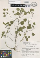 Isoparatype of Euphorbia eglandulosa V.W. Steinm. [family EUPHORBIACEAE]