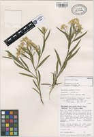 Paratype of Baccharis monoica G.L. Nesom [family COMPOSITAE]