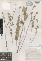 Isotype of Acourtia huajuapana B.L. Turner var. actinomorpha Rzed. [family COMPOSITAE]