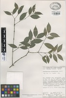 Paratype of Crossopetalum minimiflorum Lundell [family CELASTRACEAE]