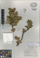 Paratype of Berberis albicans Zamudio & Marroq. [family BERBERIDACEAE]