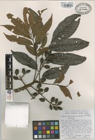 Paratype of Tapirira chimalapana T. Wendt & J.D. Mitch [family ANACARDIACEAE]