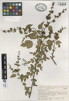 Isotype of Triumfetta kochii Fryxell [family TILIACEAE]