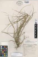 Paratype of Trisetum curvisetum Morden & Valdés-Reyna [family GRAMINEAE]