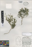 Paratype of Carlowrightia mexicana Henrickson & T.F. Daniel [family ACANTHACEAE]