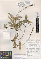 Paratype of Phragmipedium xerophyticum Soto Arenas, Salazar & Hágsater [family ORCHIDACEAE]
