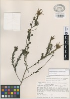 Paratype of Castilleja auriculata Eastw. var. verecunda G.L. Nesom [family SCROPULARIACEAE]