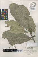 Paratype of Decazyx esparzae F.Chiang [family RUTACEAE]