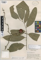 Paratype of Recchia simplicifolia T. Wendt & E.J. Lott [family SIMAROUBACEAE]