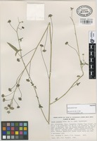 Paratype of Anoda palmata Fryxell [family MALVACEAE]