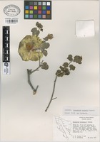 Isotype of Gossypium turneri Fryxell [family MALVACEAE]