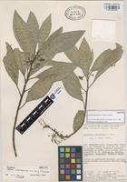 Paratype of Dorstenia uxpanapana C.C. Berg & T. Wendt [family MORACEAE]