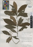 Isotype of Parathesis kochii Lundell [family MYRSINACEAE]