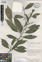 Paratype of Colubrina johnstonii T. Wendt [family RHAMNACEAE]