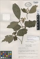 Isotype of Rondeletia uxpanapensis Lorence & Cast.-Campos [family RUBIACEAE]